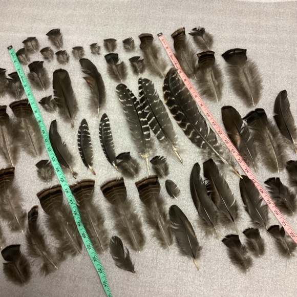 Wild Turkey Feathers - Picture 5 of 7